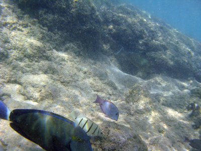 Tropical Hawaiian Fish