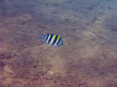 Fish - Snorkeling