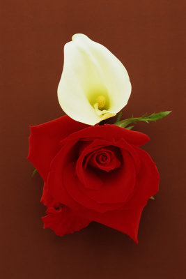 Calla, Rose