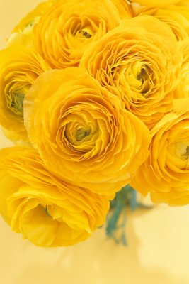 Ranunculus