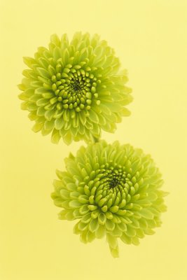 Chrysanthemum