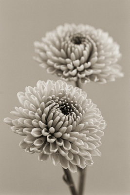 Chrysanthemum