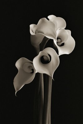 Calla Lilies