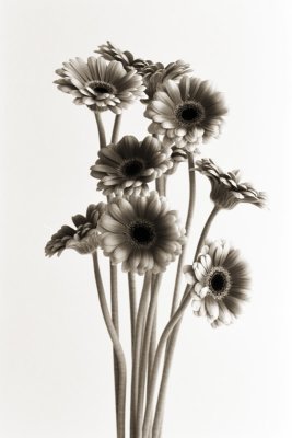 Gerbera