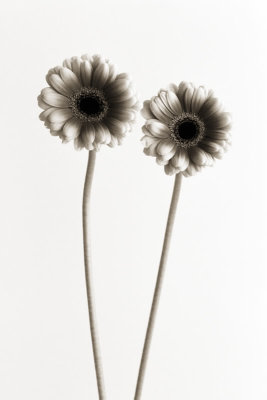 Gerbera