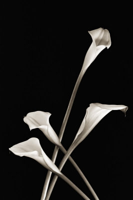 Calla Lilies