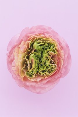 Ranunculus