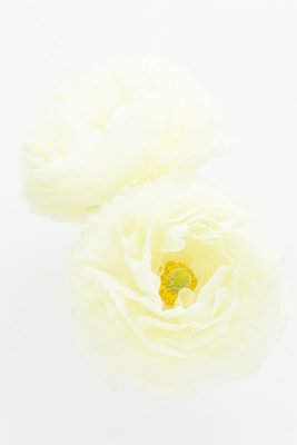 Ranunculus