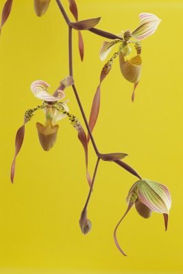 Paphiopedilum