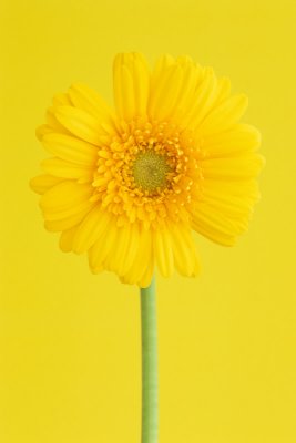 Gerbera