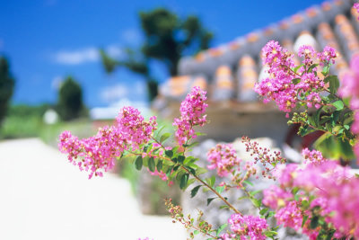 crape myrtle