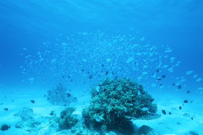 coral and damselfish