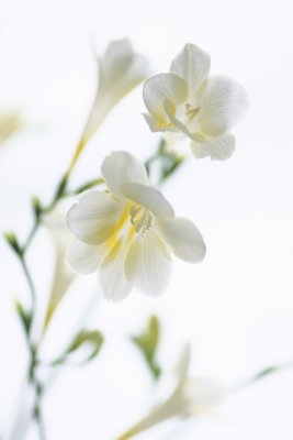 Freesia