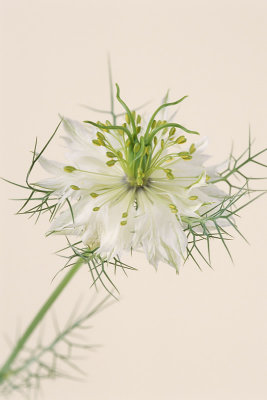 Nigella