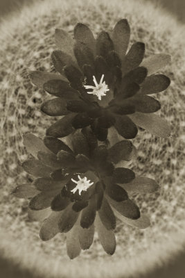 Brasilicactus