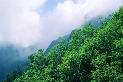 Green trees on mountainside