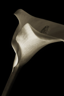 Calla Lily