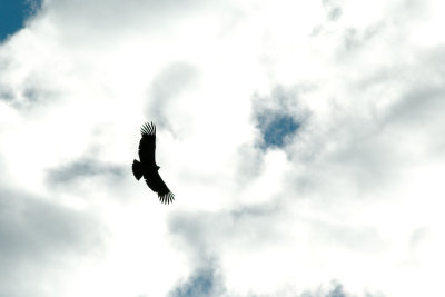 Condor #1.