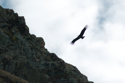 Condor #2.