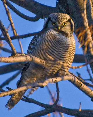 Northern Hawk Owl - Chouette pervire