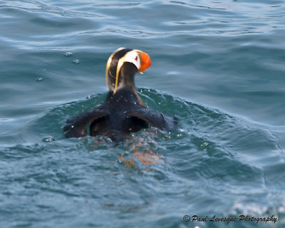 Tufted Puffins _ Macareux hupp