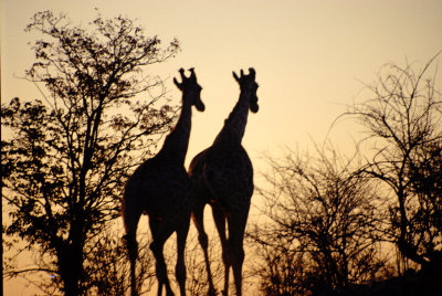 Img0090.JPG
