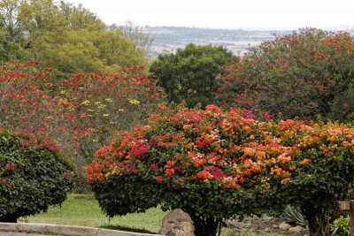 Img007.JPG