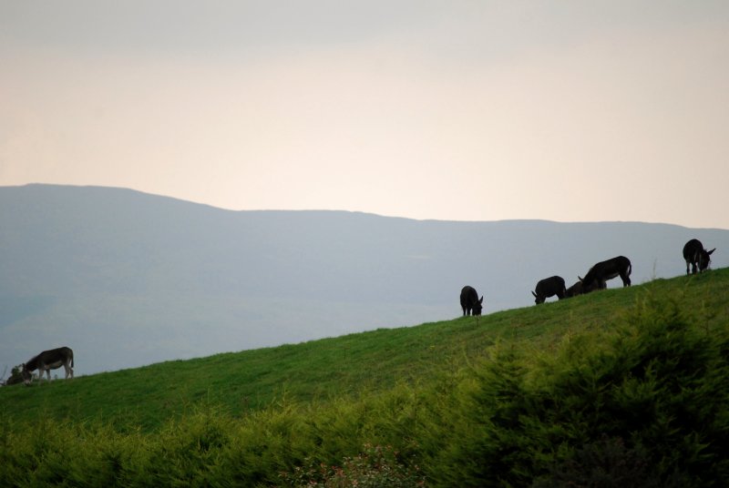 Hill Top Donkeys