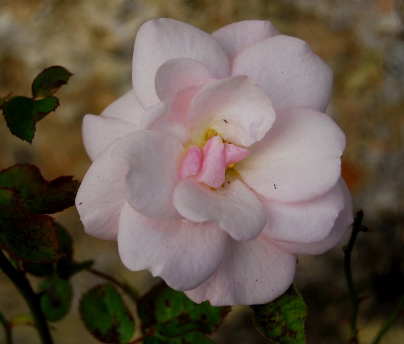 Pale beauty
