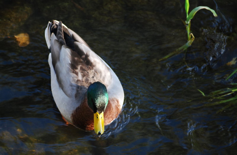 Have a drop Mr Duck