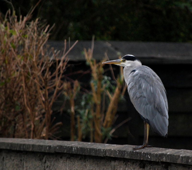 On A Garden Wall