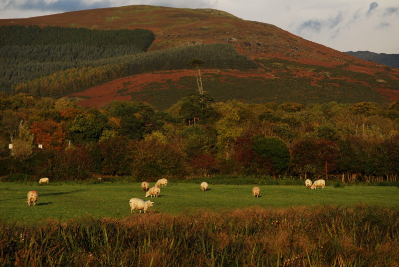 Where sheep may safely graze