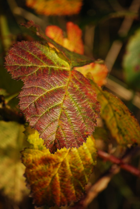 Briar Leaf
