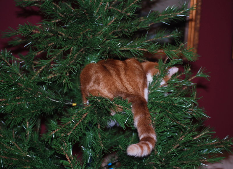 Tree climbing cat