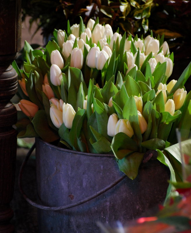 A promise of Spring