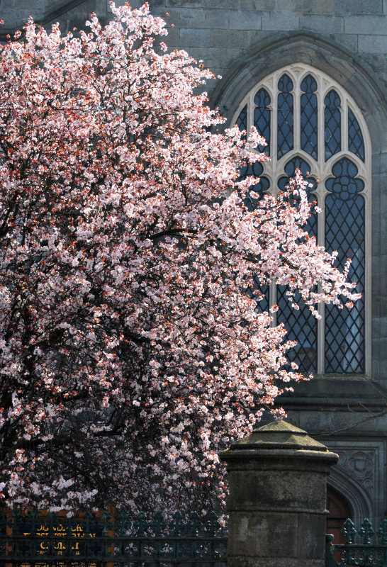 Sunlit blossoms