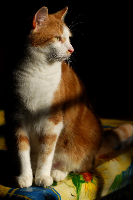 Sun seeker