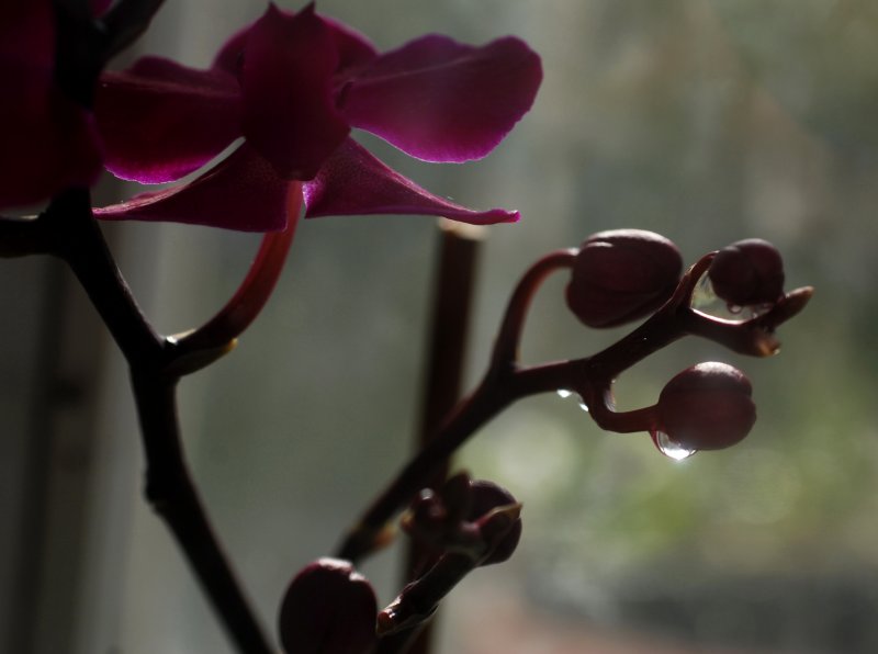 Orchid