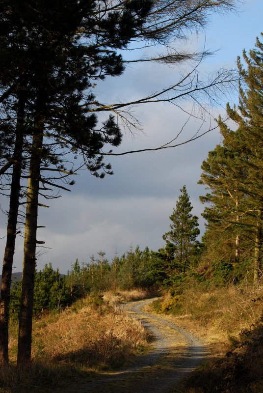 Forest path