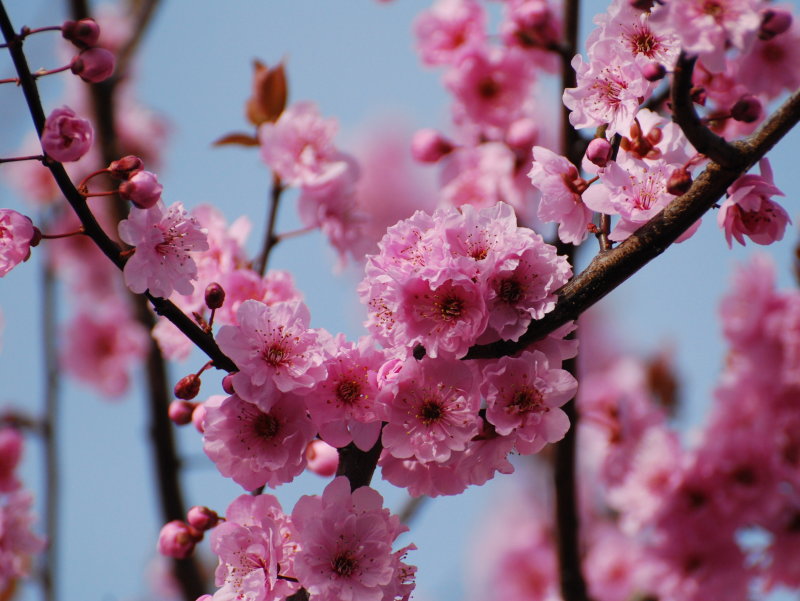 Pink and Blue