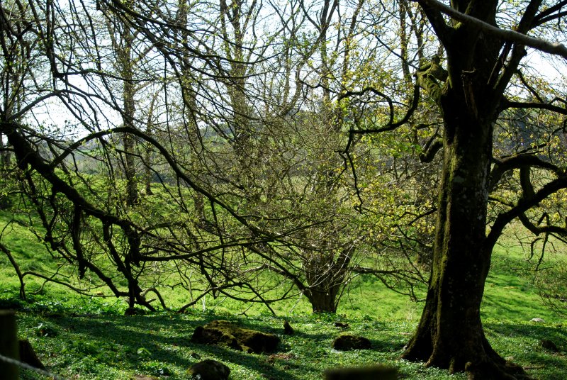 Ravensdale