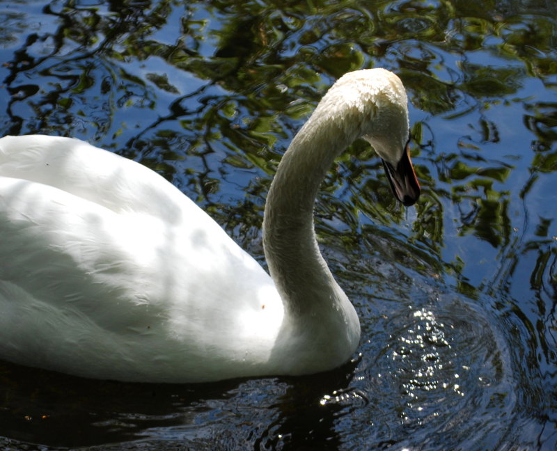 Shadowy swan