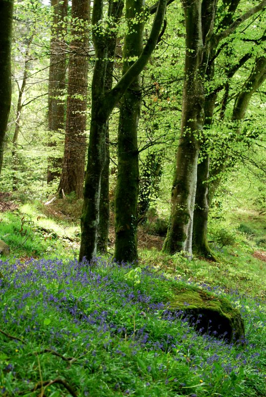 Looking for bluebells
