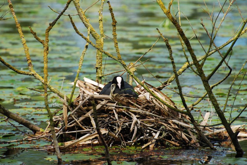 Nesting time