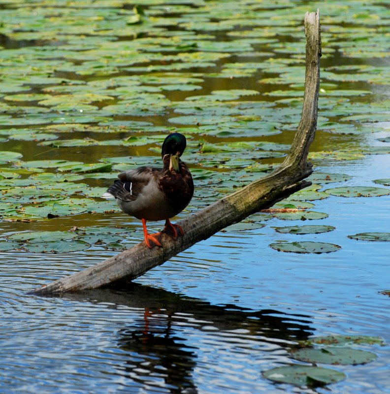 Perch
