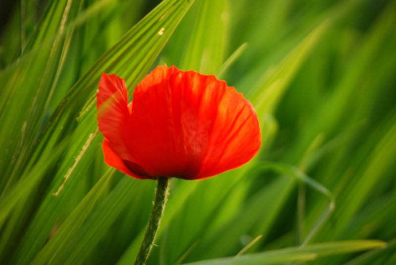 Poppy