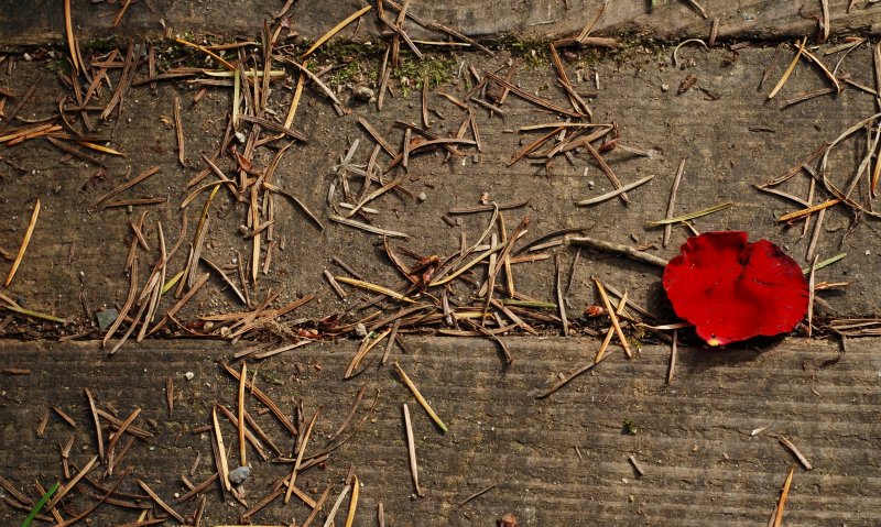 Lost  heart in the forest