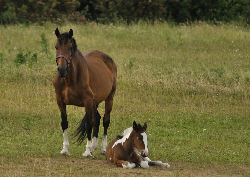 Back to shooting horses