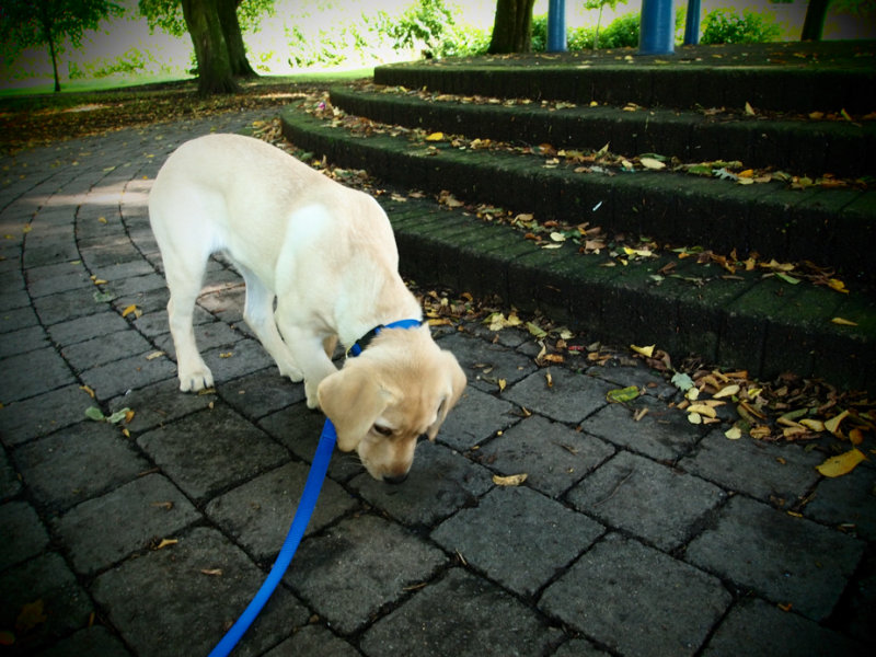 Fudge in the Park