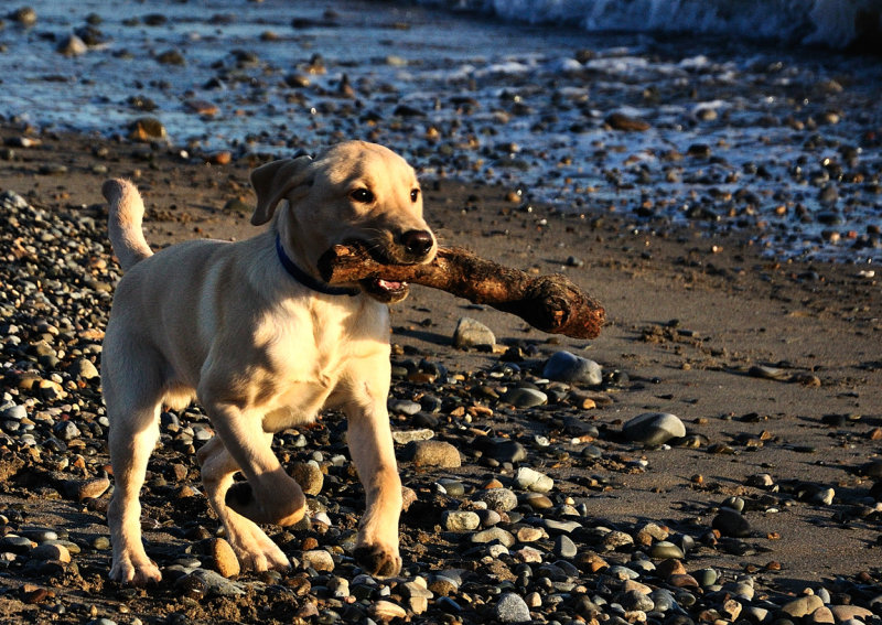 Fudge on the move